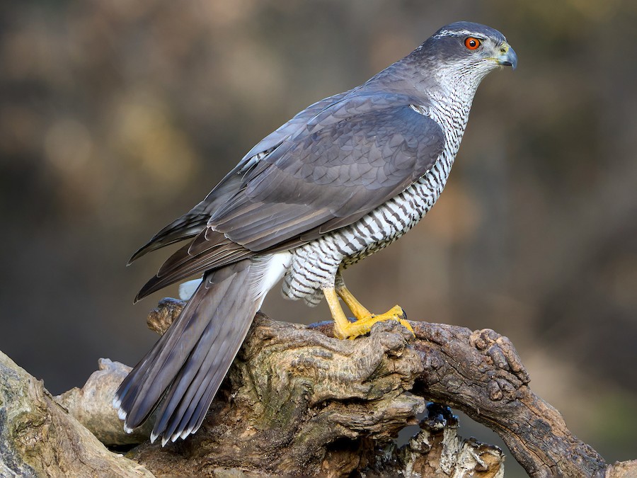 Eurasian Goshawk Northern Goshawk EBird