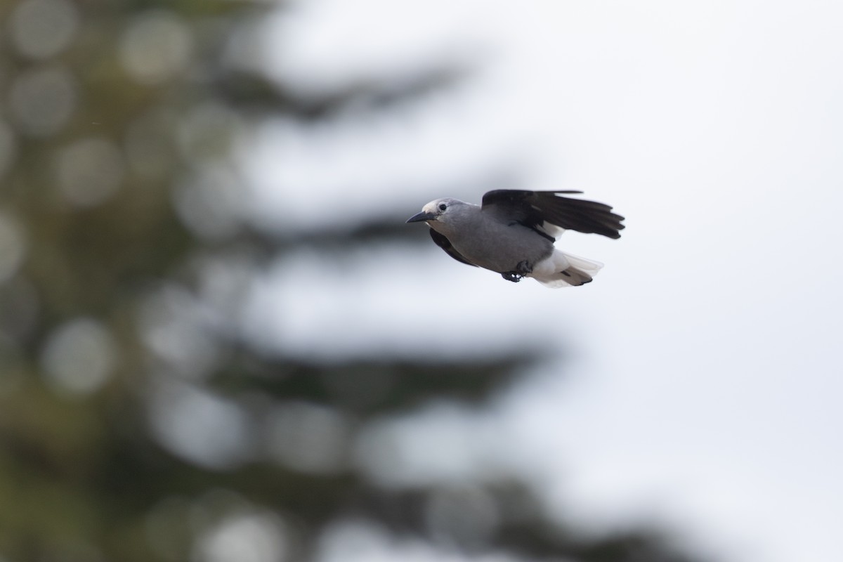 Clark's Nutcracker - Cory Gregory