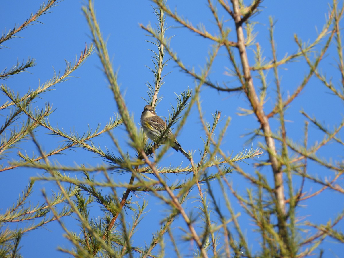 Yellow-rumped Warbler - ML609520311