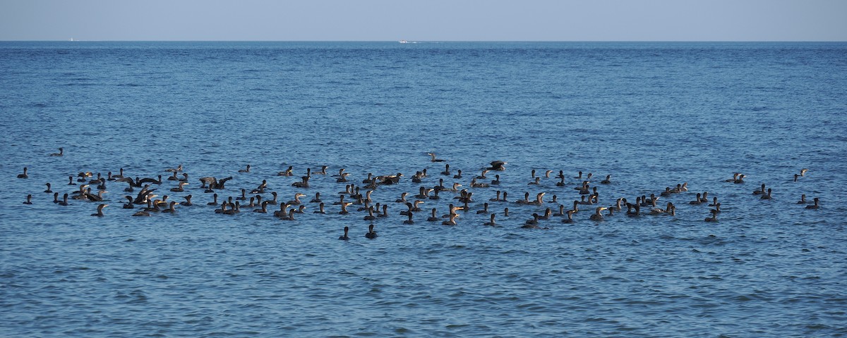 Double-crested Cormorant - ML609520322