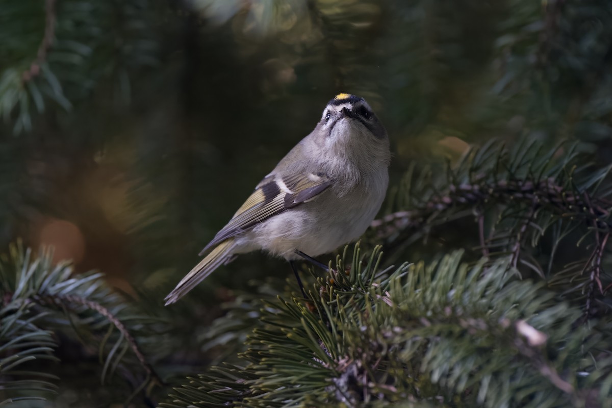 Golden-crowned Kinglet - Carl Bespolka