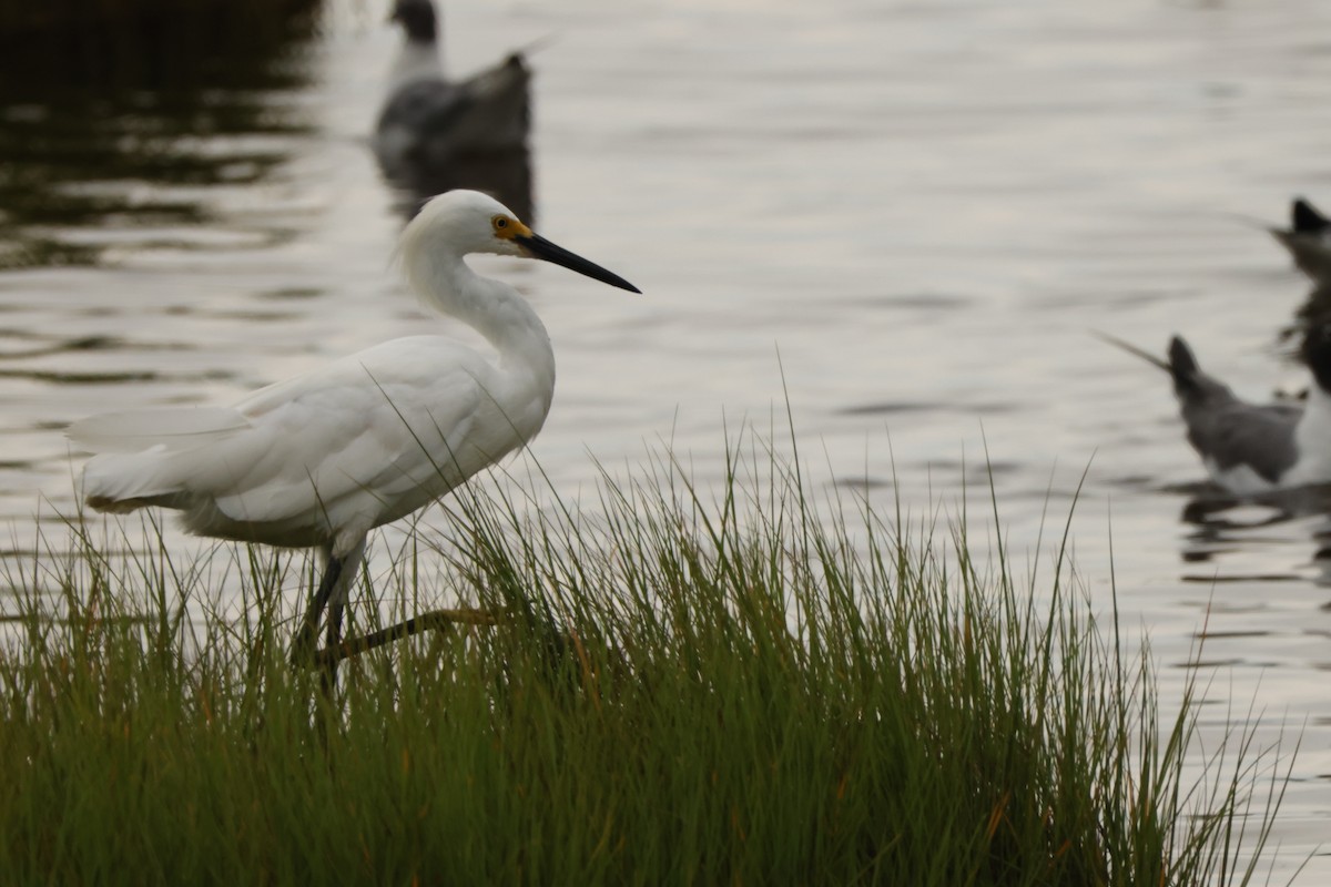 Snowy Egret - ML609520388