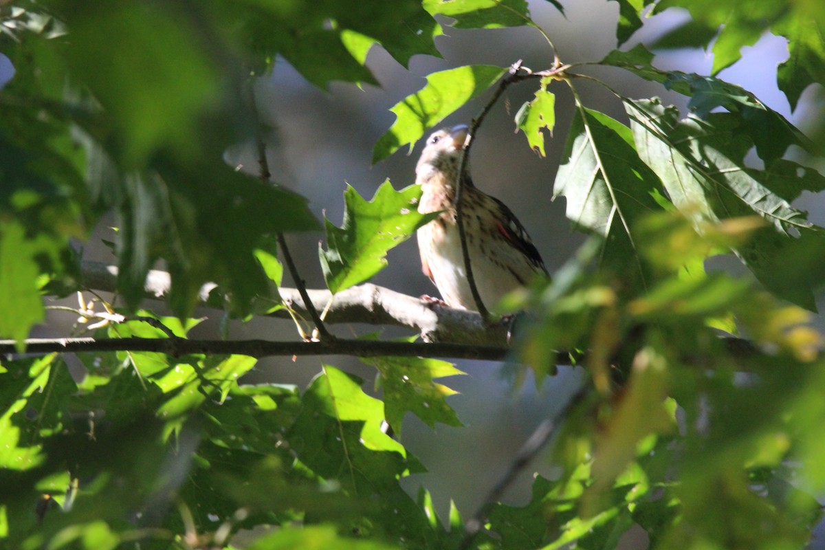 Cardinal à poitrine rose - ML609520445