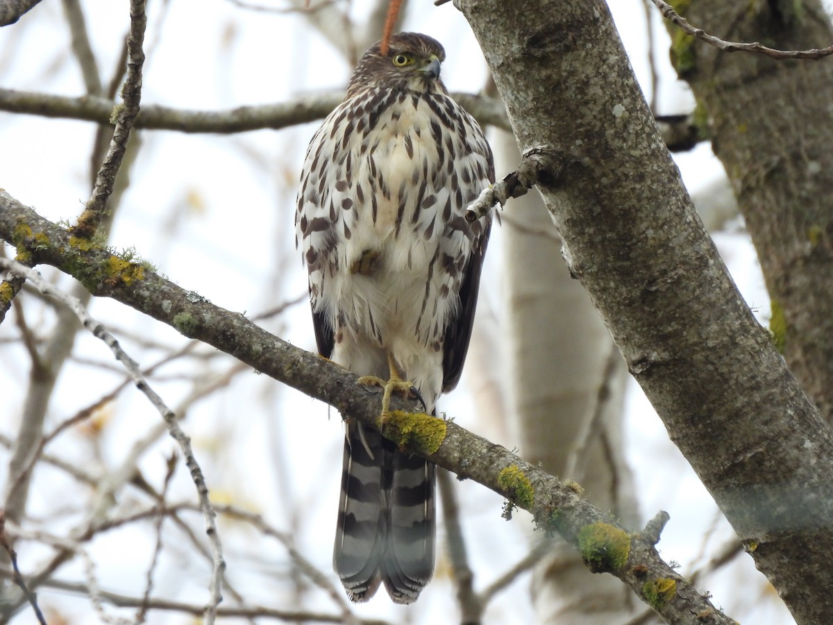 Chilean Hawk - Roddy Jara Yáñez