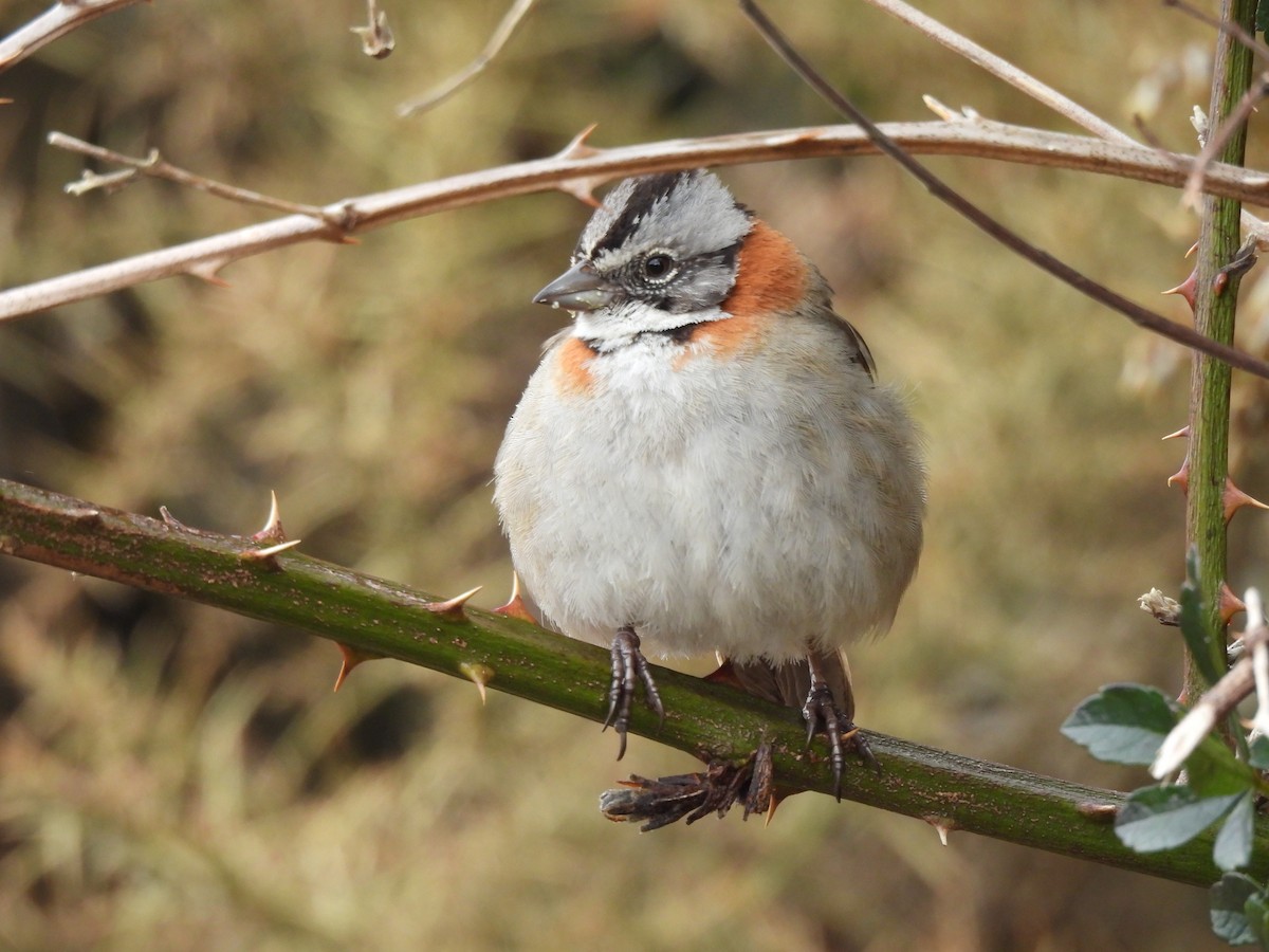 Rufous-collared Sparrow - Roddy Jara Yáñez