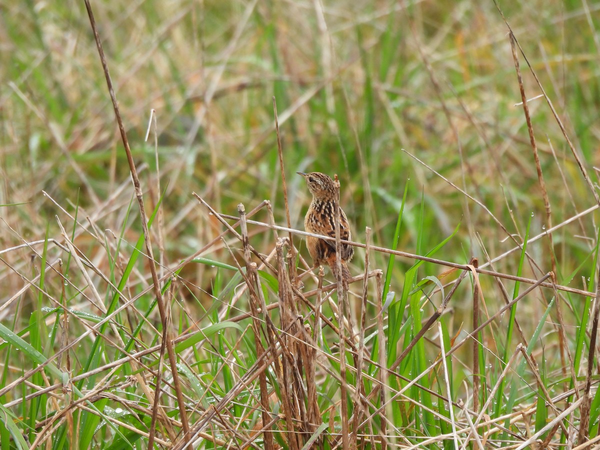 Grass Wren - ML609520653