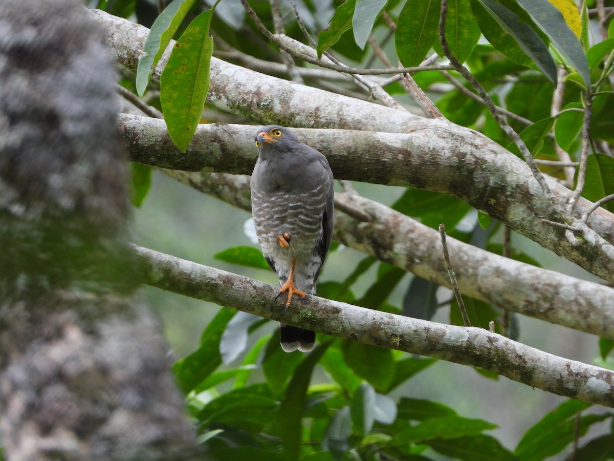 Roadside Hawk - ML609520702