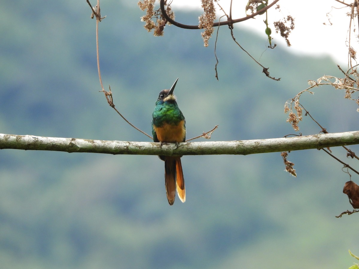 White-chinned Jacamar - Danilo Góngora