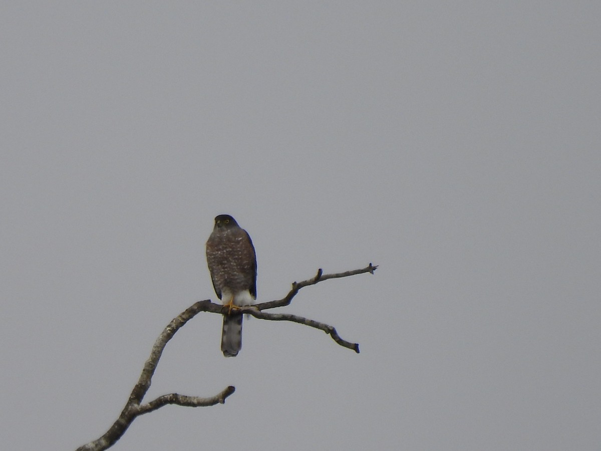 Chilean Hawk - Roddy Jara Yáñez