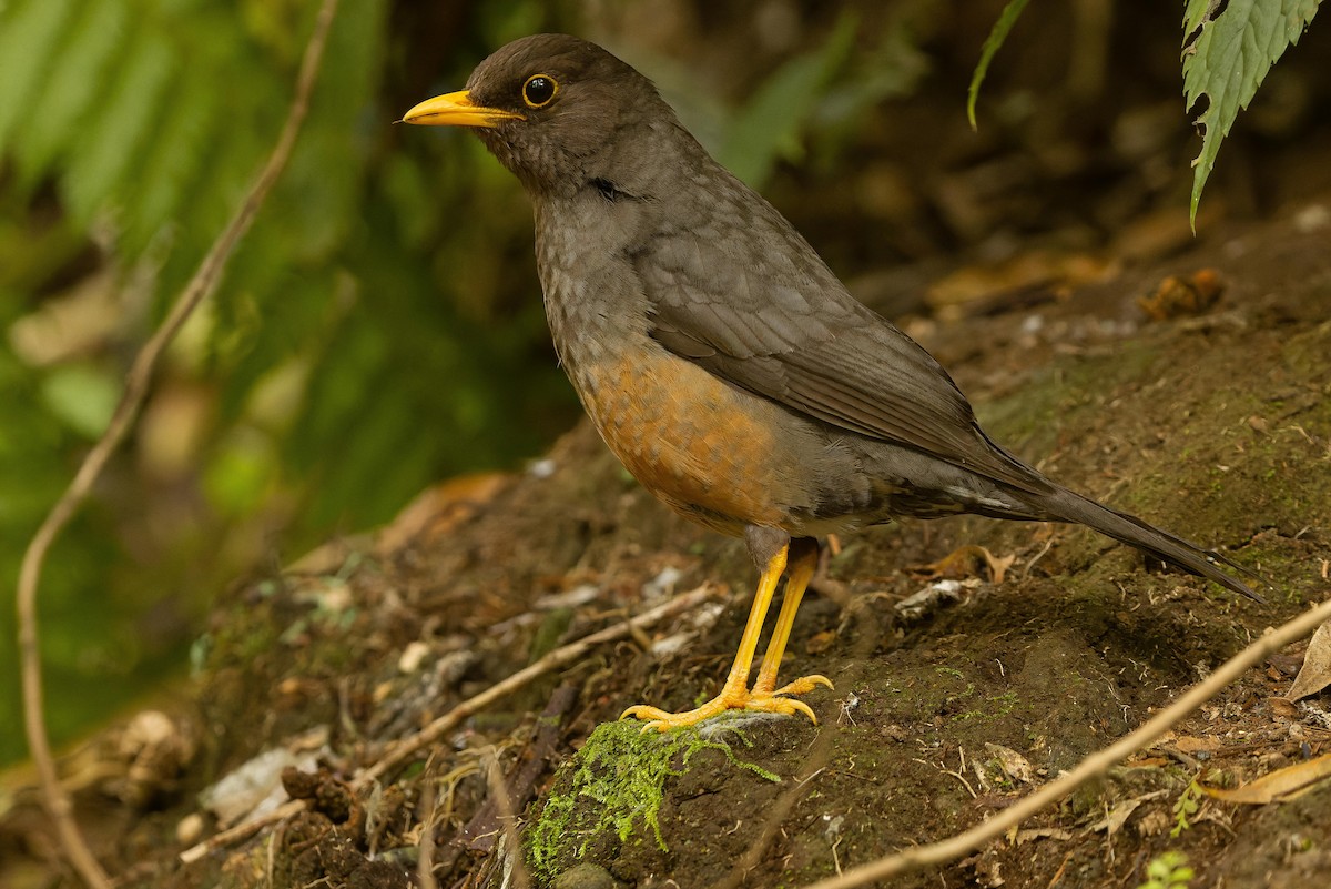 Sundaic Island-Thrush - Joachim Bertrands | Ornis Birding Expeditions