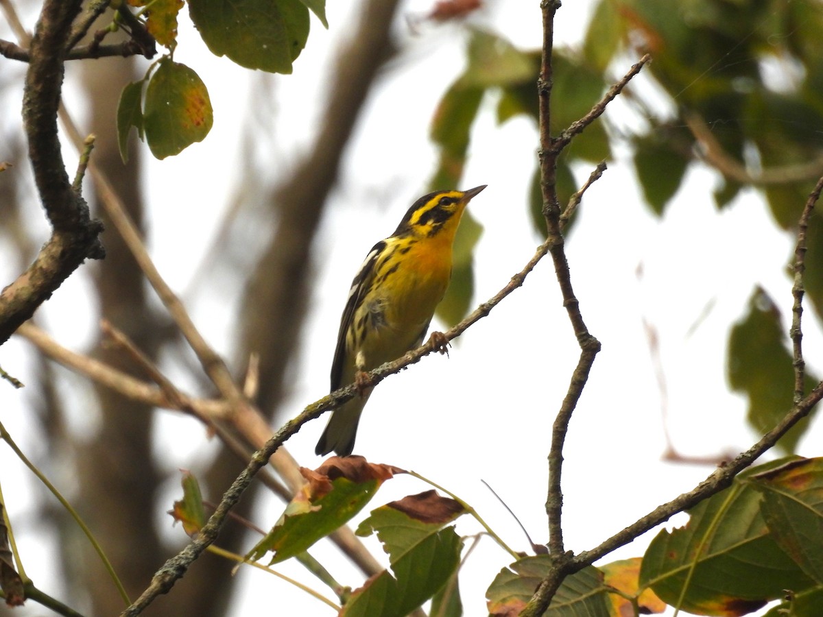 Blackburnian Warbler - Brian  S