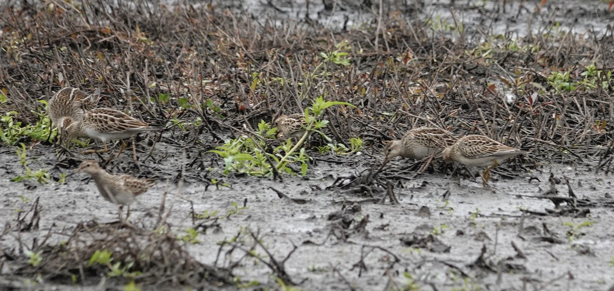 Pectoral Sandpiper - ML609521036