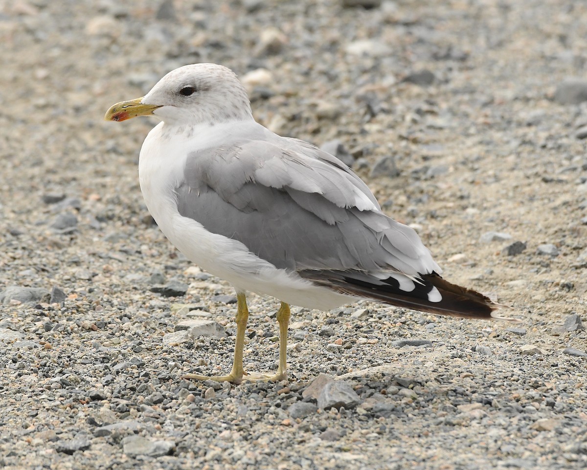 California Gull - ML609521138
