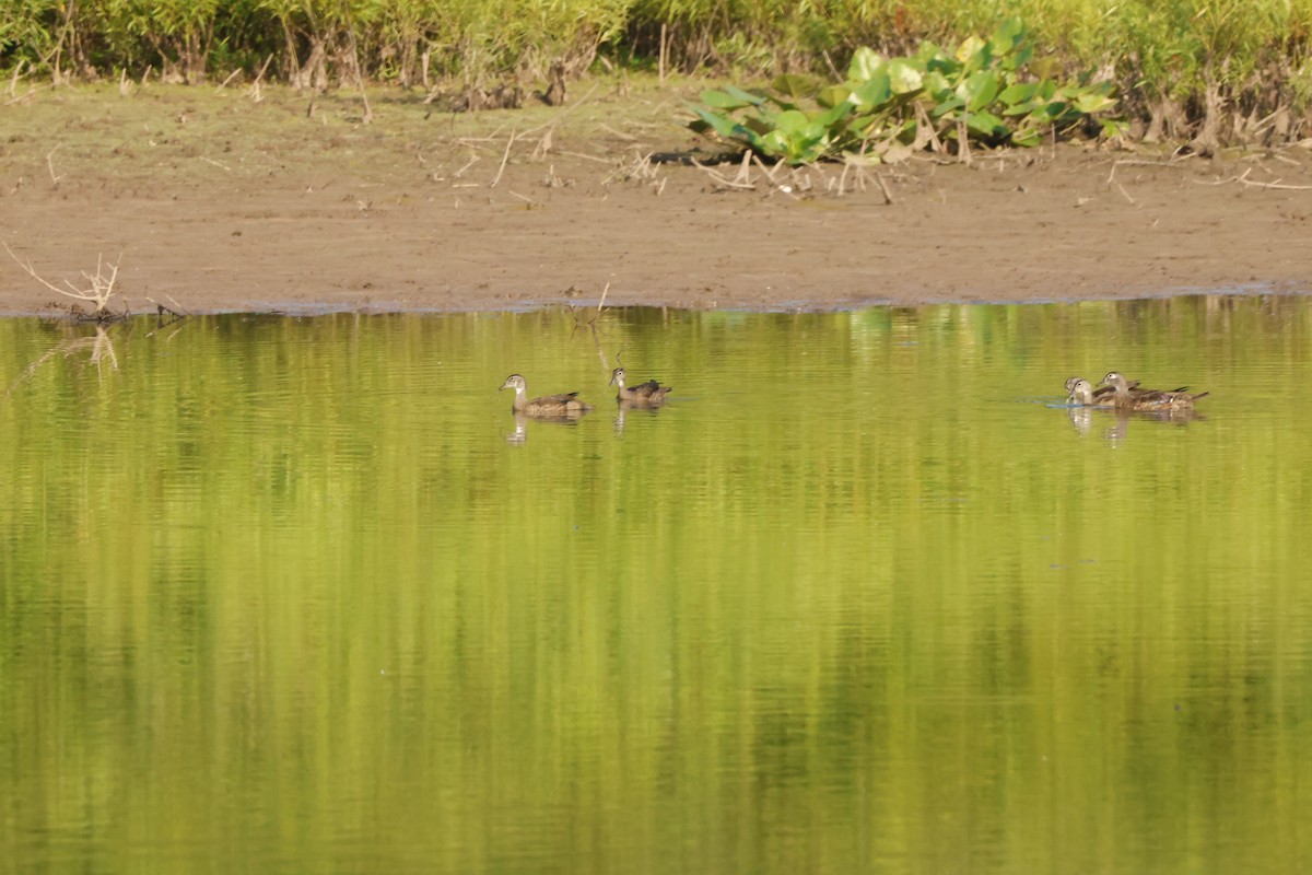 Wood Duck - Joseph Mittura