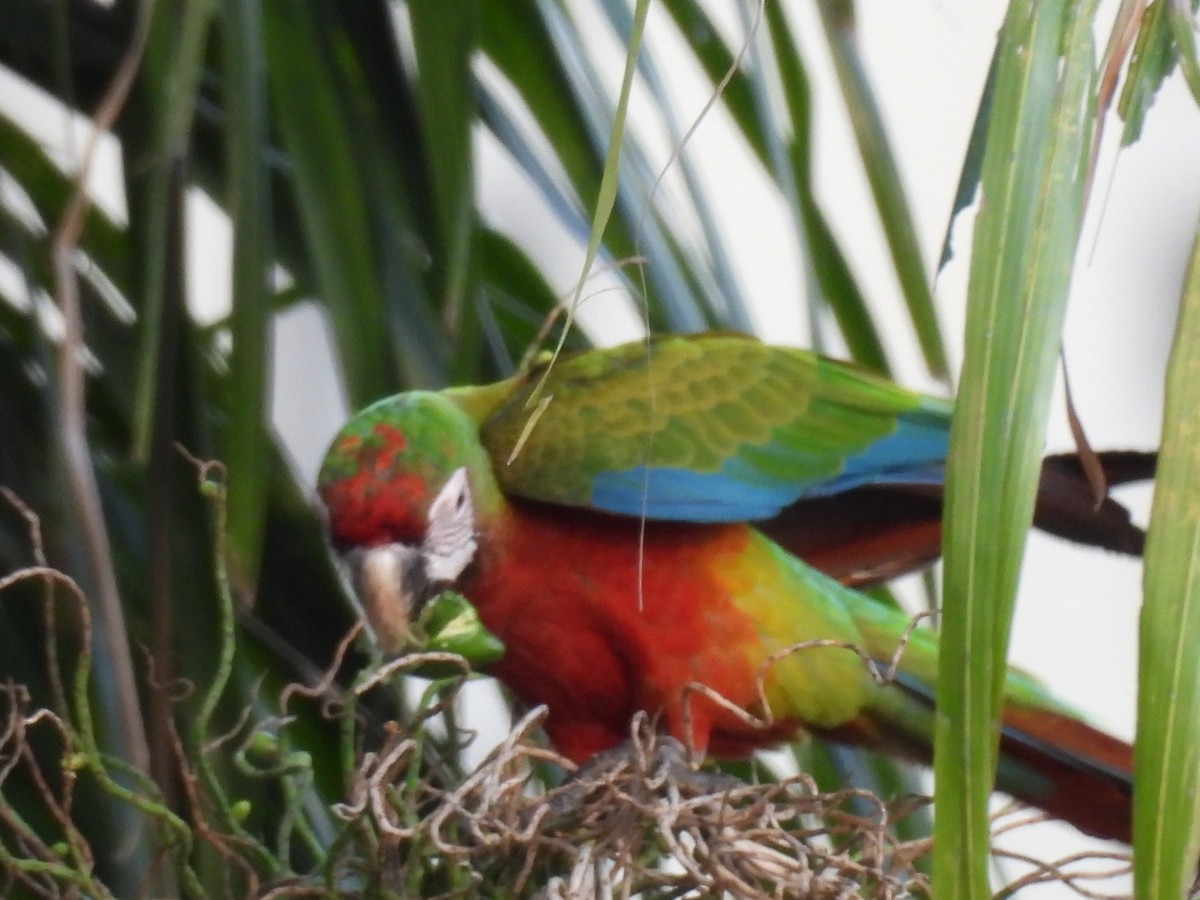 large macaw sp. - Eunice Benko @bahianaii