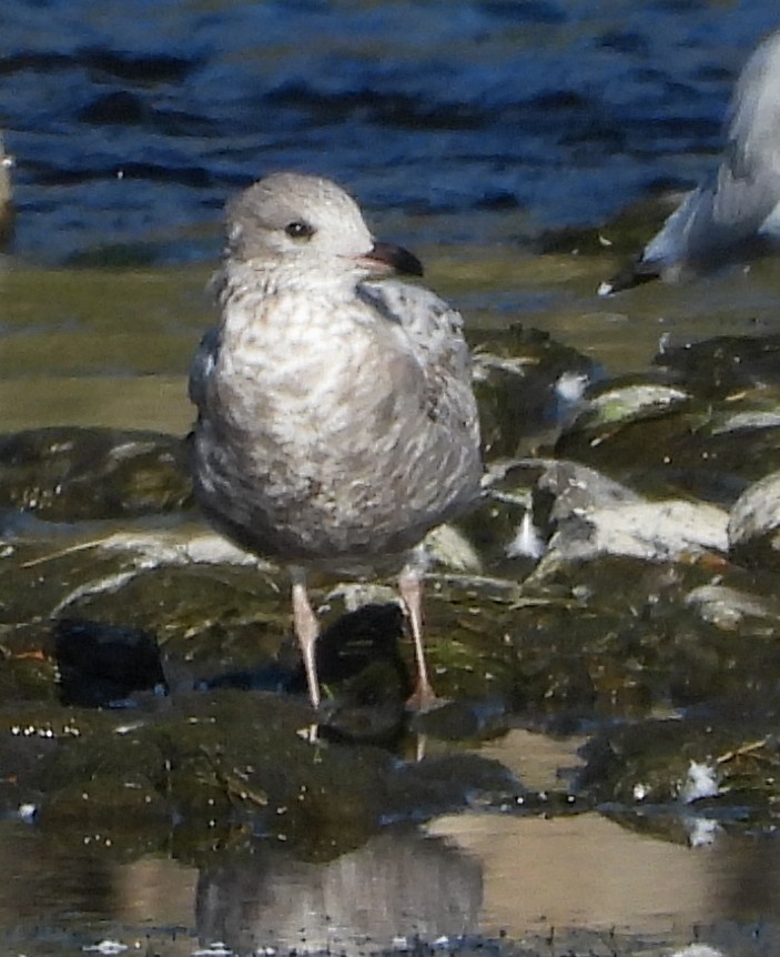 Ring-billed Gull - ML609521354