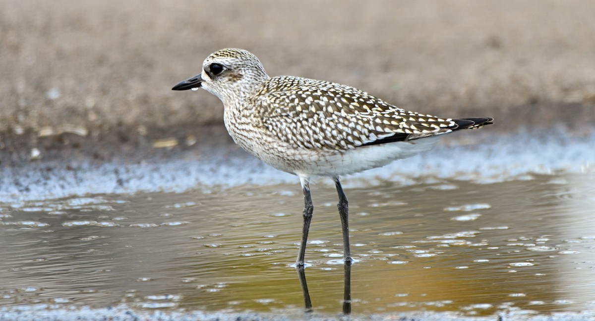 Black-bellied Plover - ML609521388