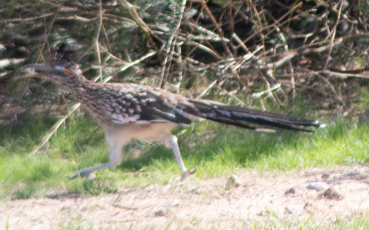 Greater Roadrunner - ML609521497