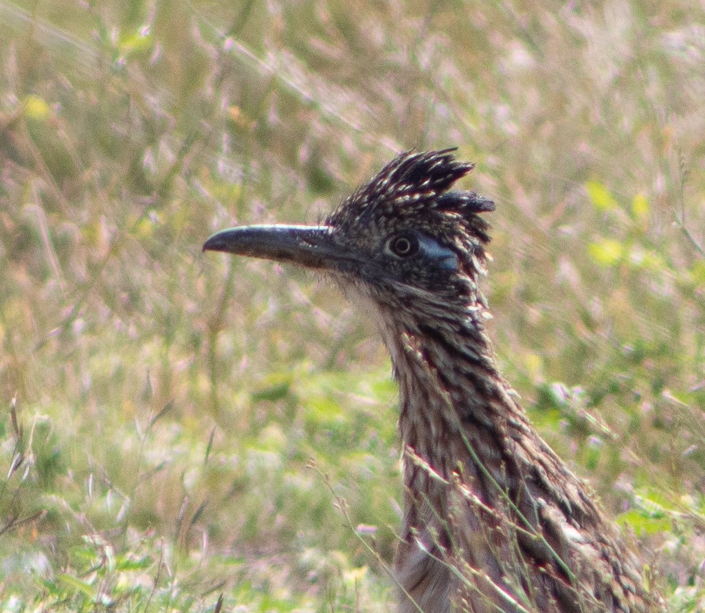 Greater Roadrunner - ML609521498