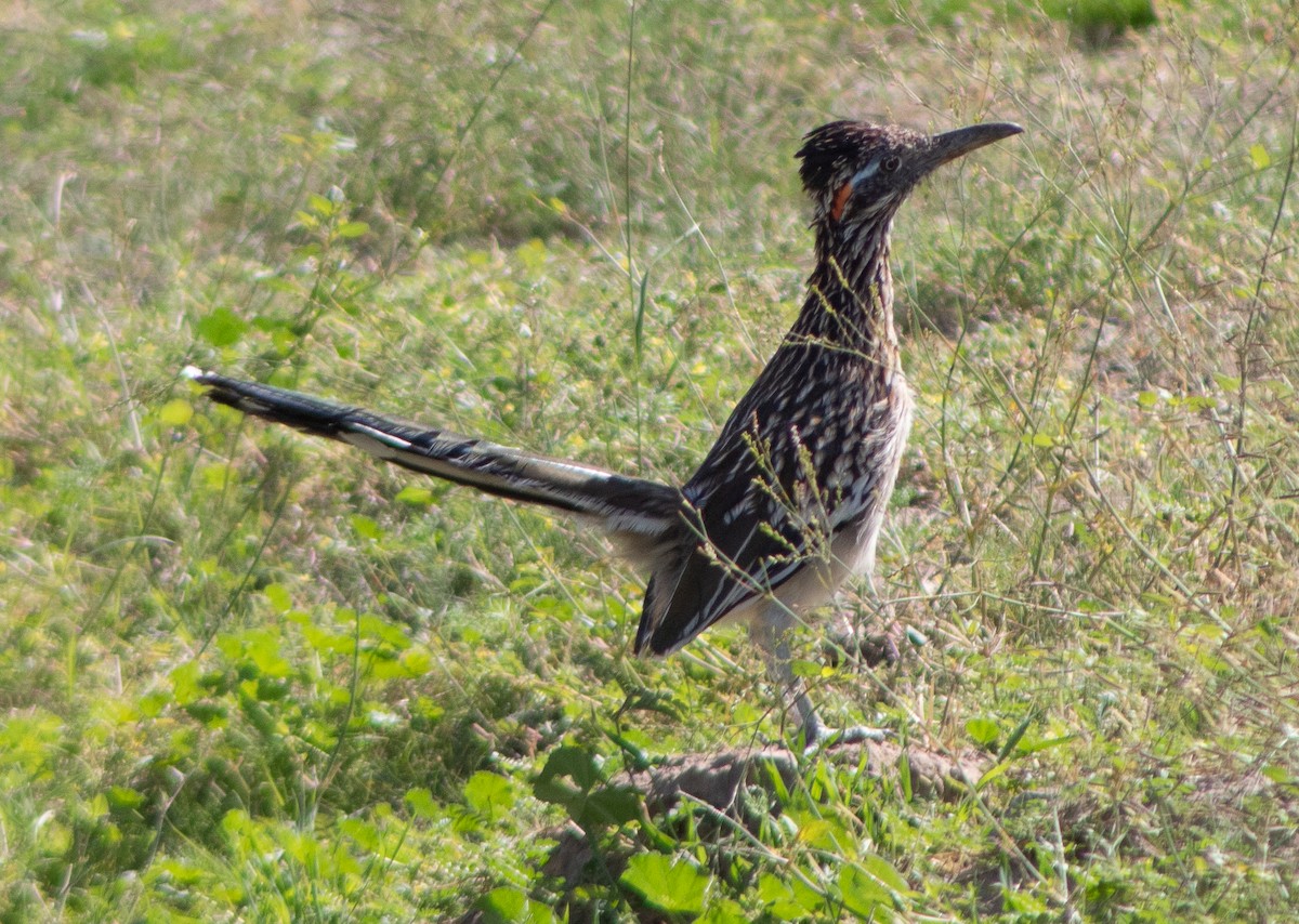 Greater Roadrunner - ML609521499