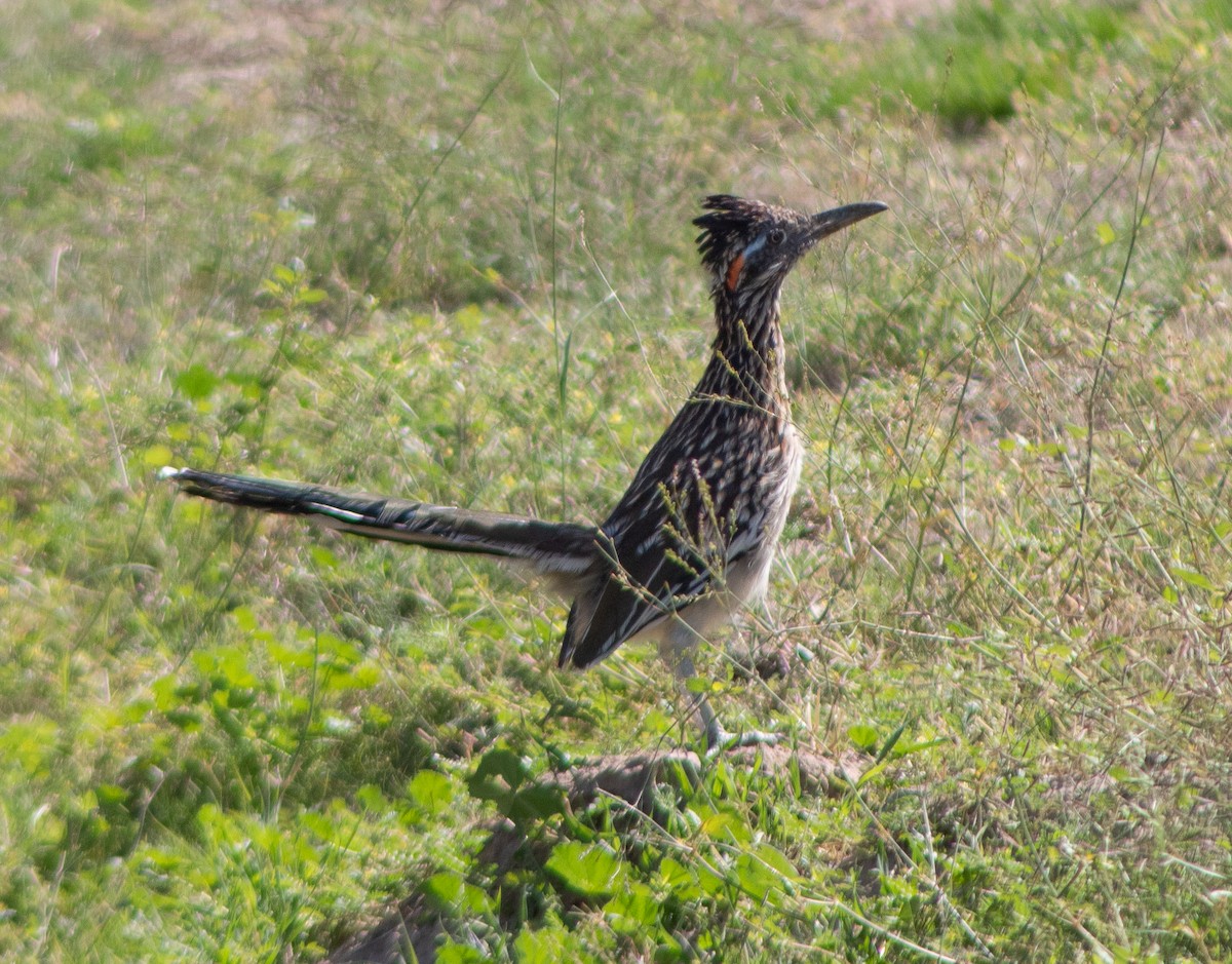 Greater Roadrunner - ML609521500