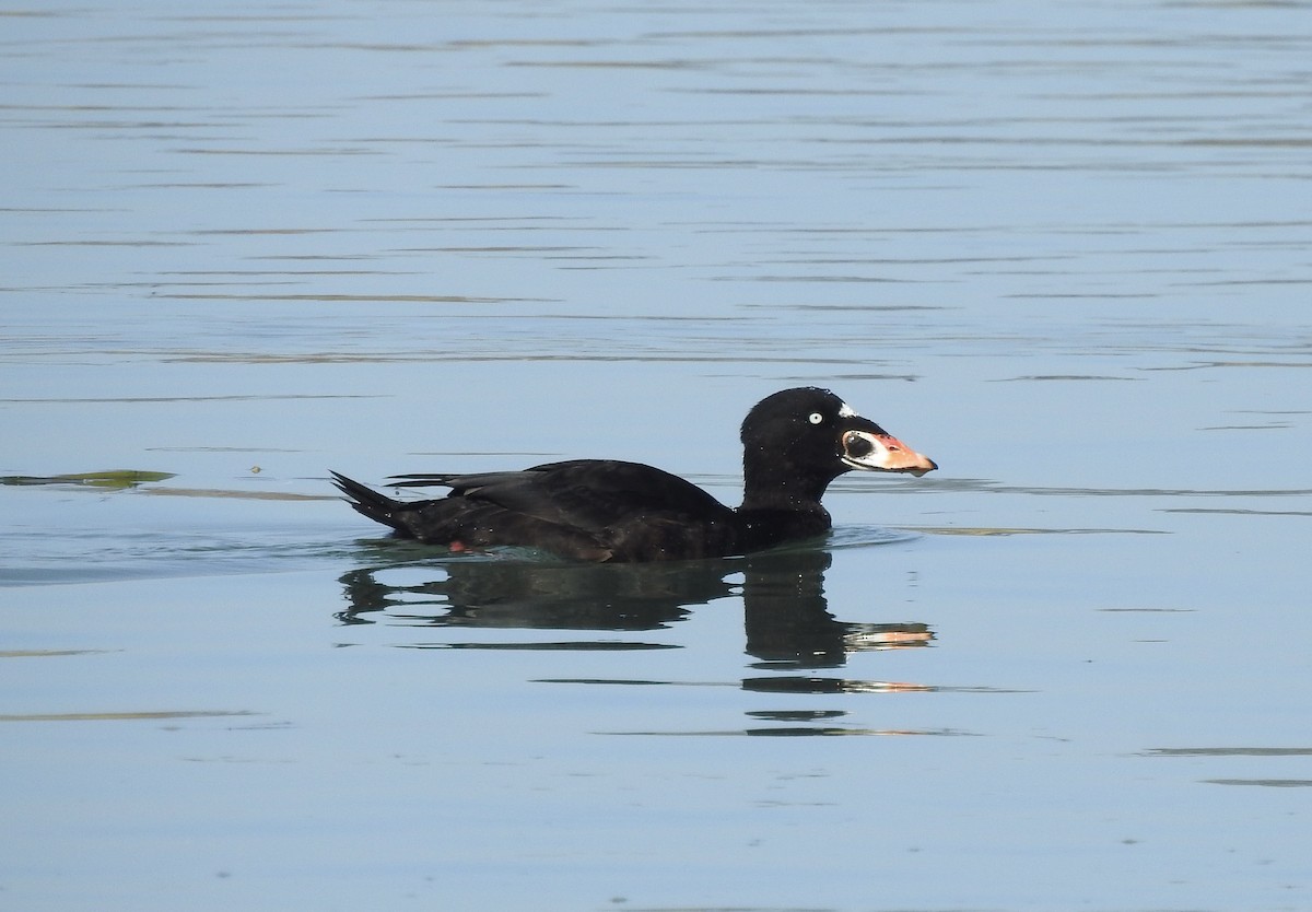 Surf Scoter - ML609521548