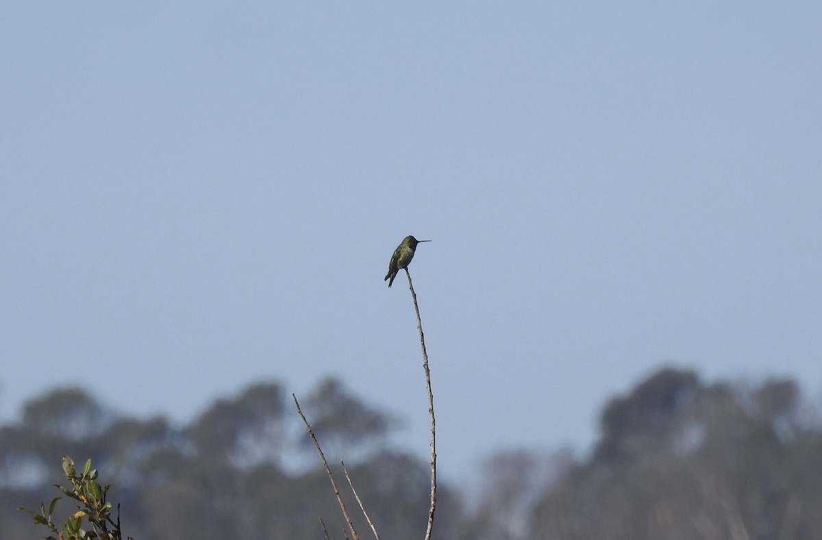 Colibrí de Anna - ML609521602