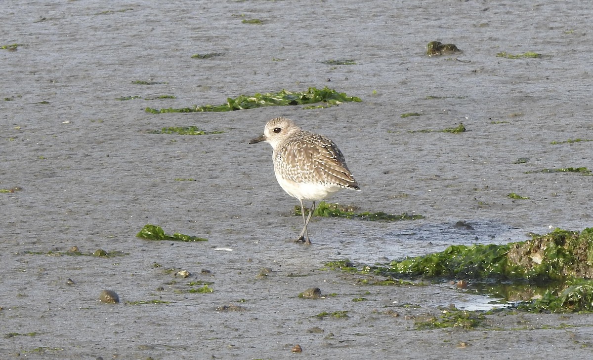 Black-bellied Plover - ML609521610