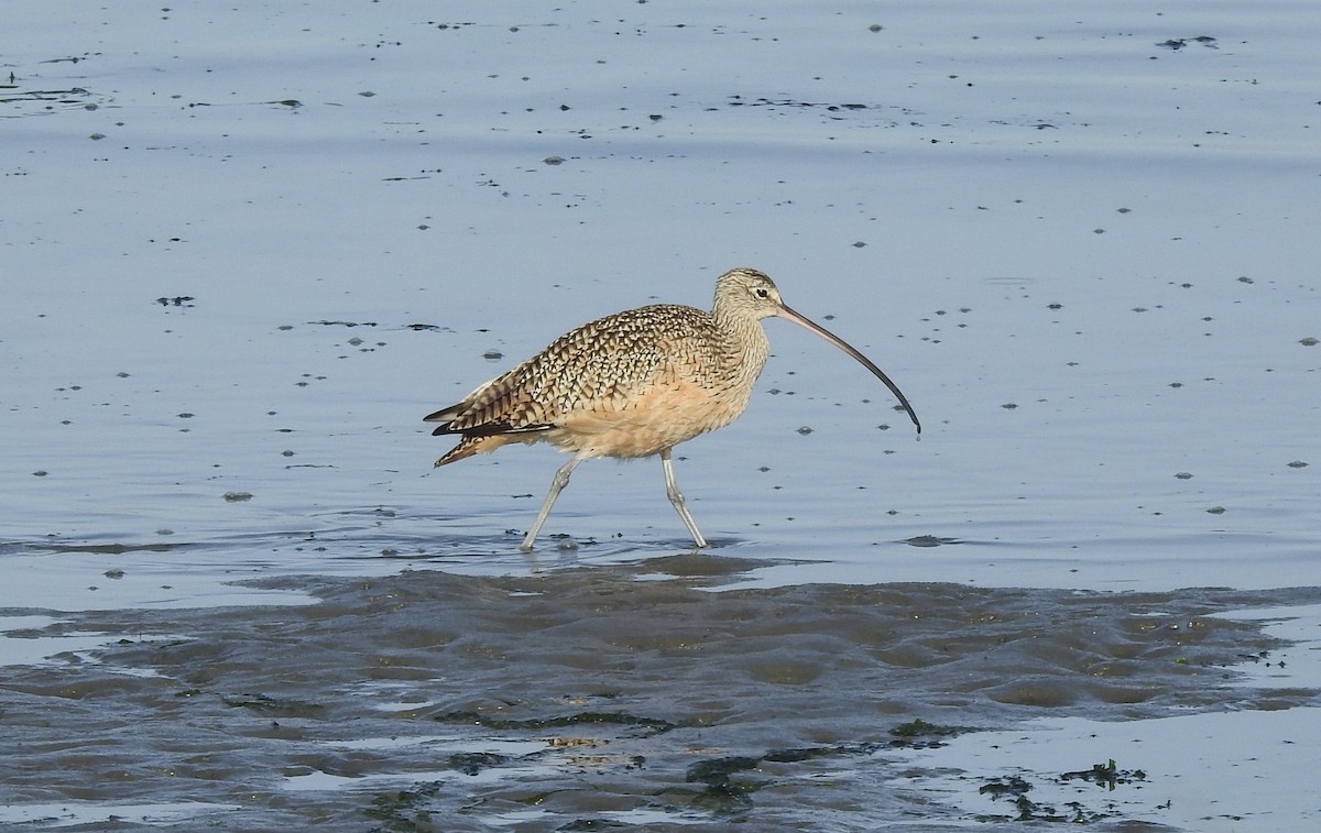 Long-billed Curlew - ML609521630