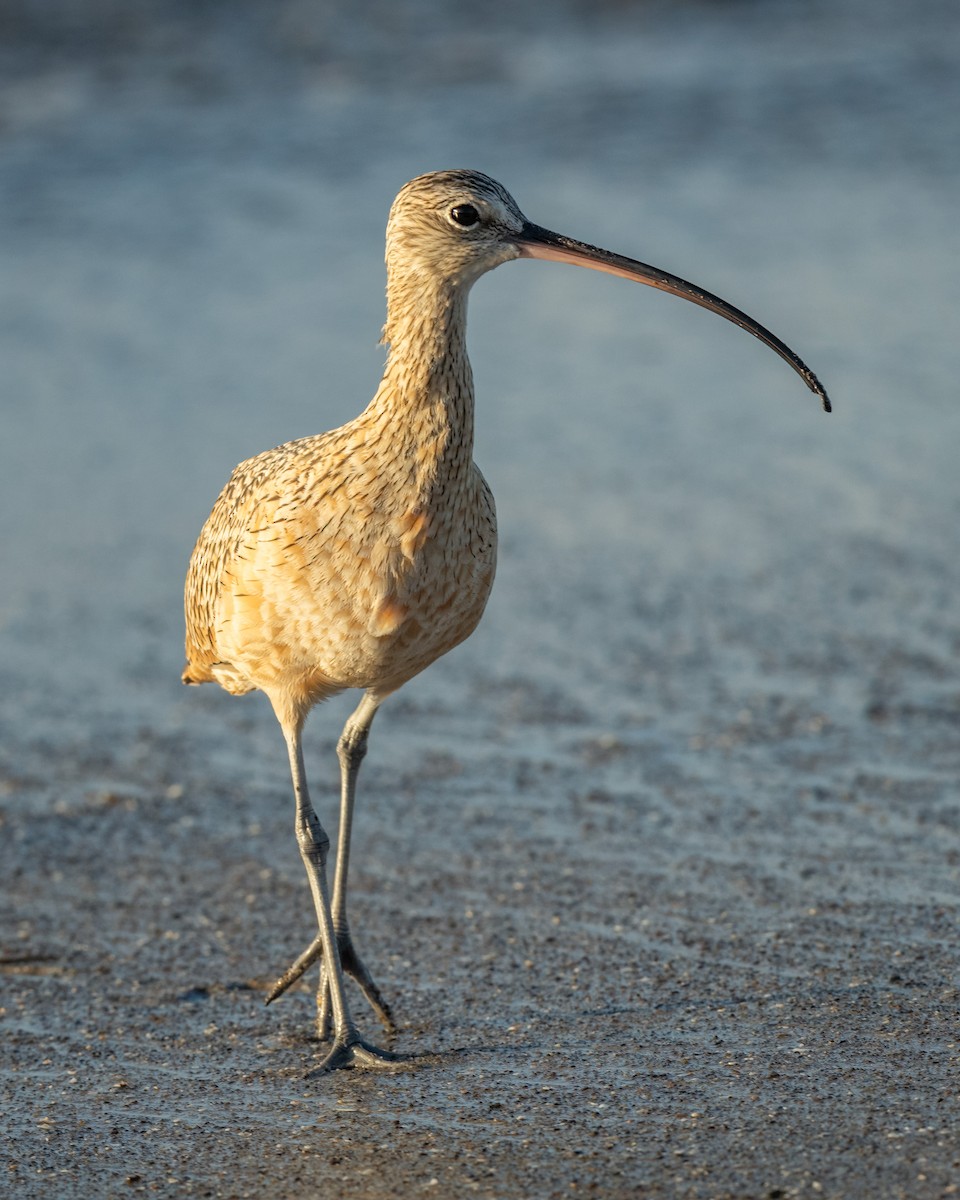 Long-billed Curlew - ML609521643