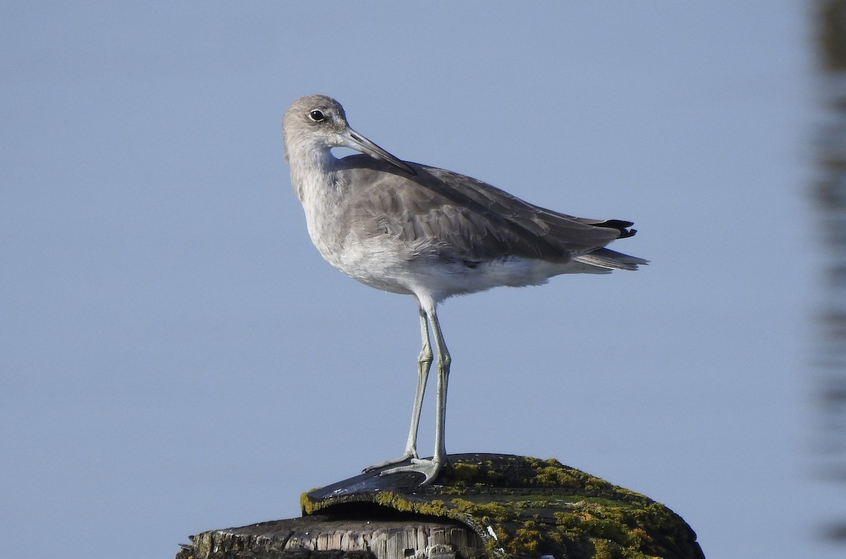 Willet - ML609521655