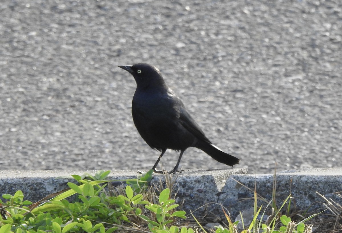 Brewer's Blackbird - ML609521704