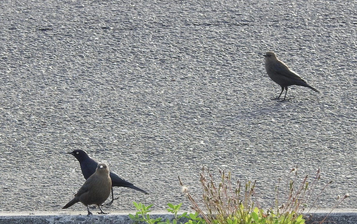 Brewer's Blackbird - ML609521705