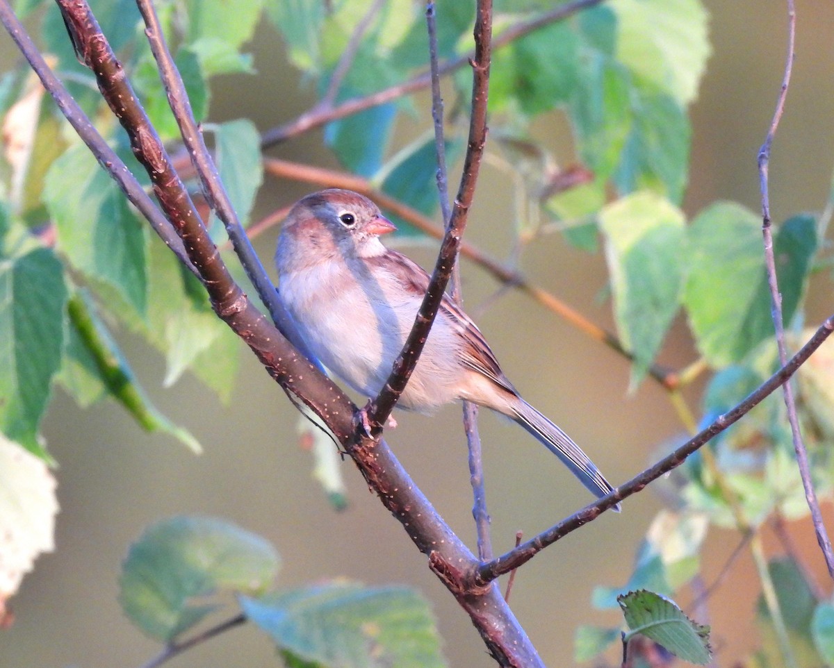 Field Sparrow - Jennifer (and Scott) Martin