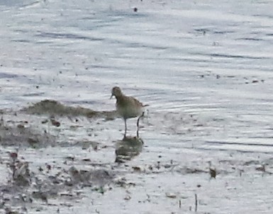 Graubrust-Strandläufer - ML609521782