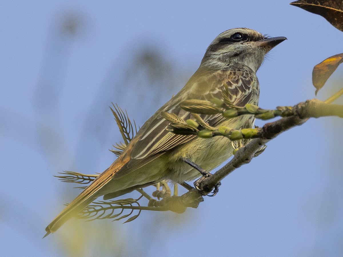 Variegated Flycatcher - Peter Kondrashov