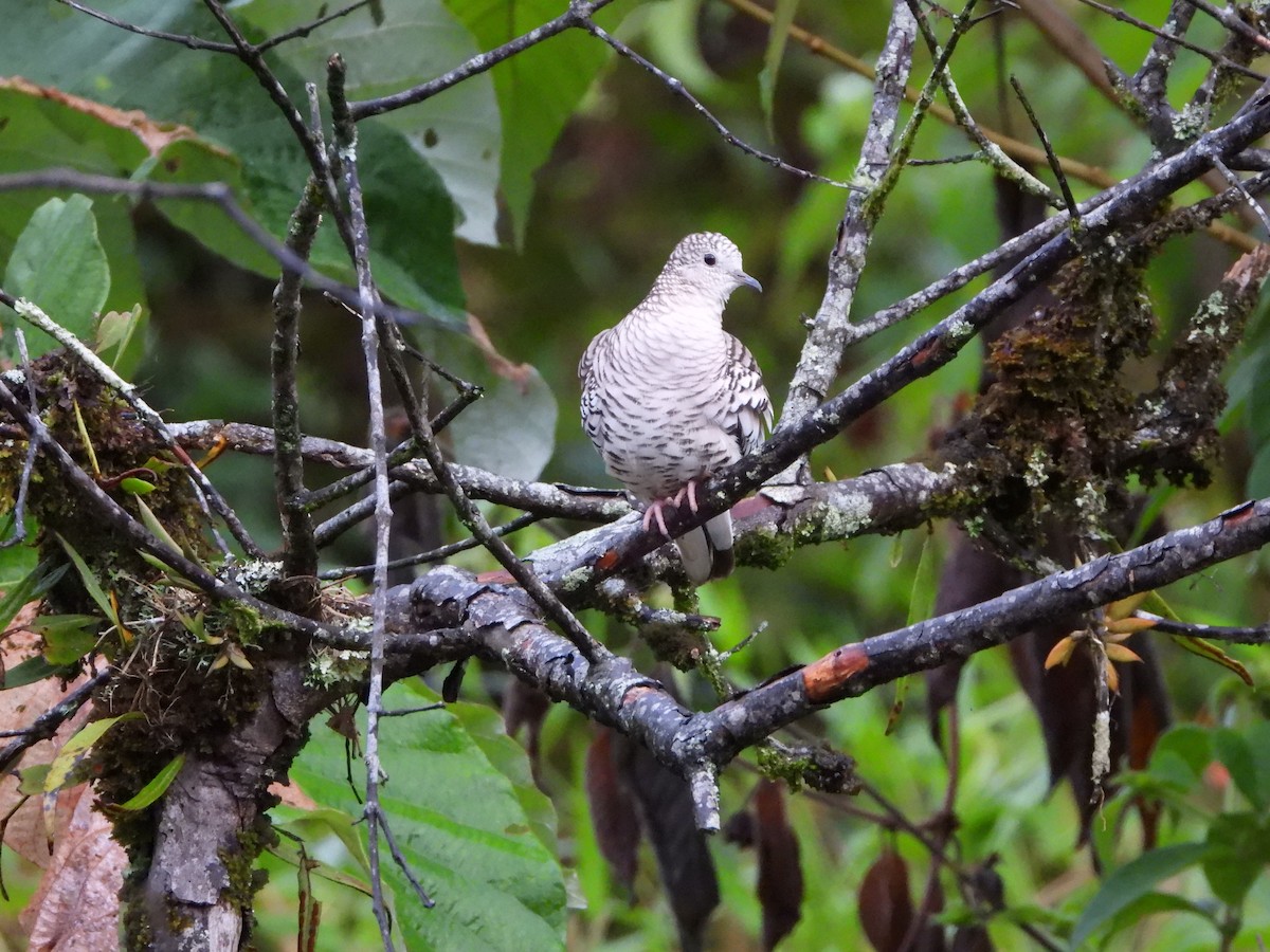 Scaled Dove - ML609521803