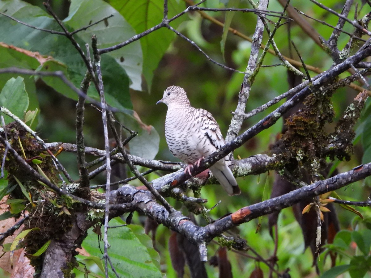 Scaled Dove - ML609521804