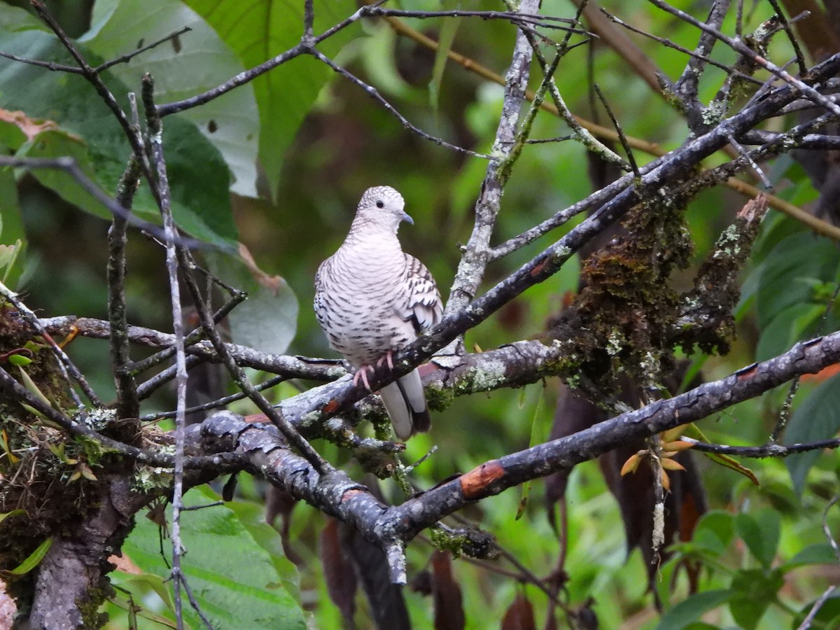 Scaled Dove - ML609521814