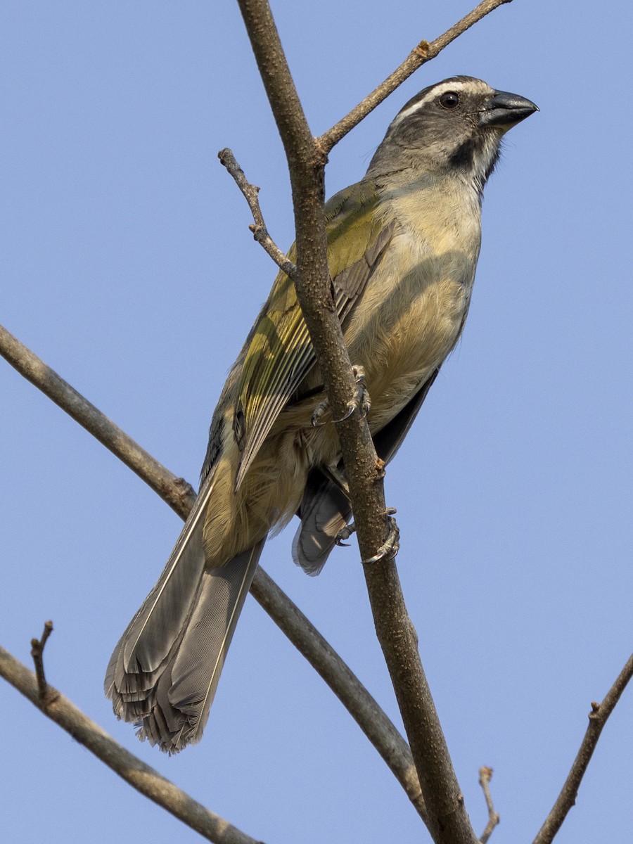 Green-winged Saltator - ML609522037