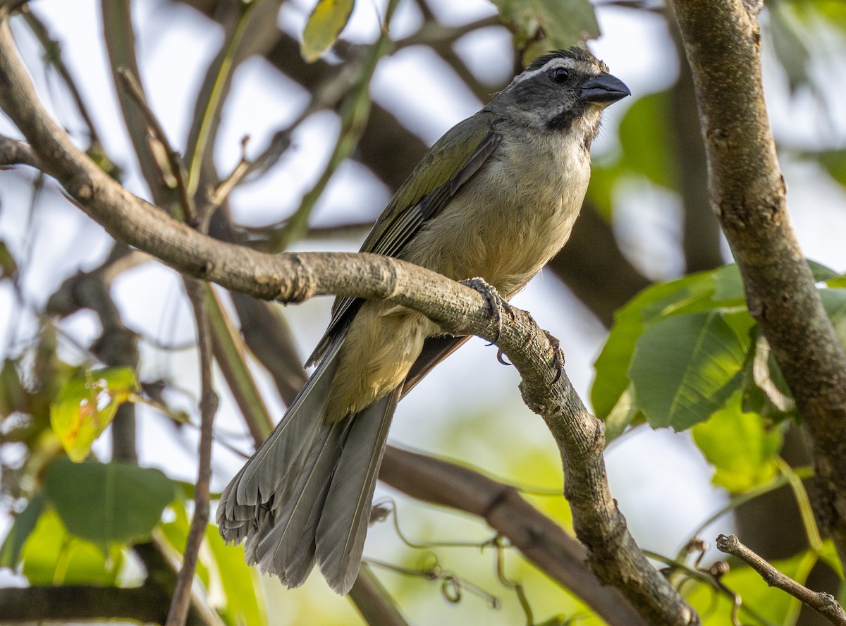 Green-winged Saltator - ML609522038