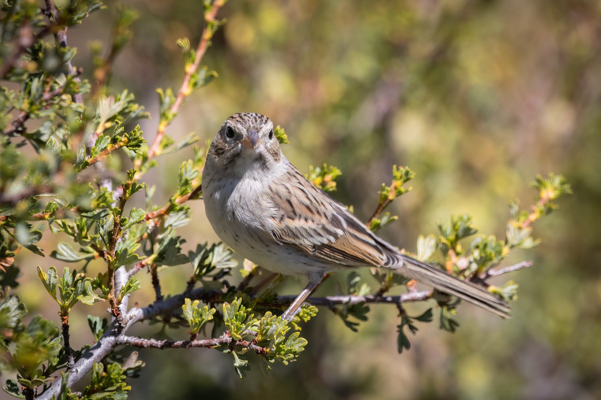 Brewer's Sparrow - ML609522154