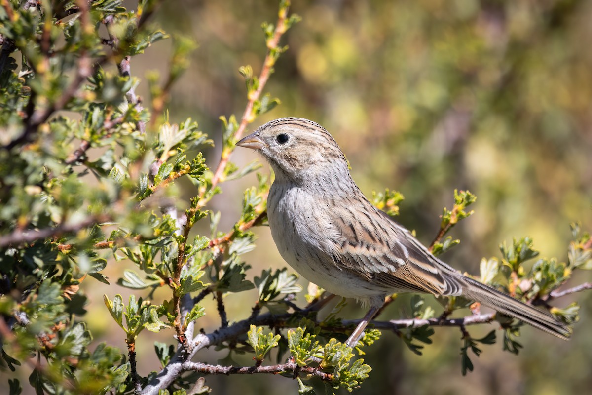 Brewer's Sparrow - ML609522156