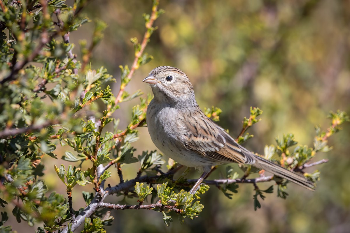 Brewer's Sparrow - Ryan Wallace