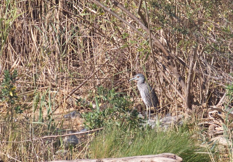 Yellow-crowned Night Heron - ML609522164