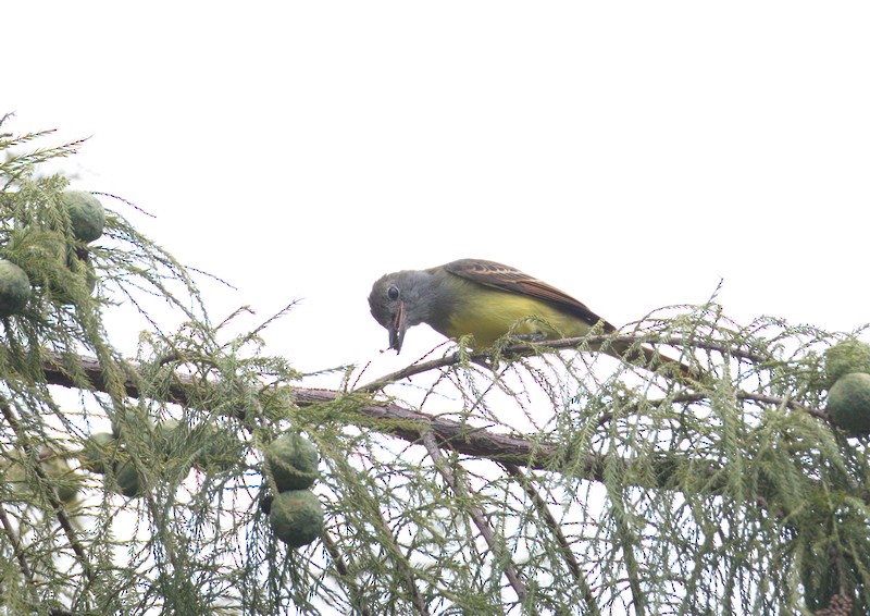 Great Crested Flycatcher - ML609522182