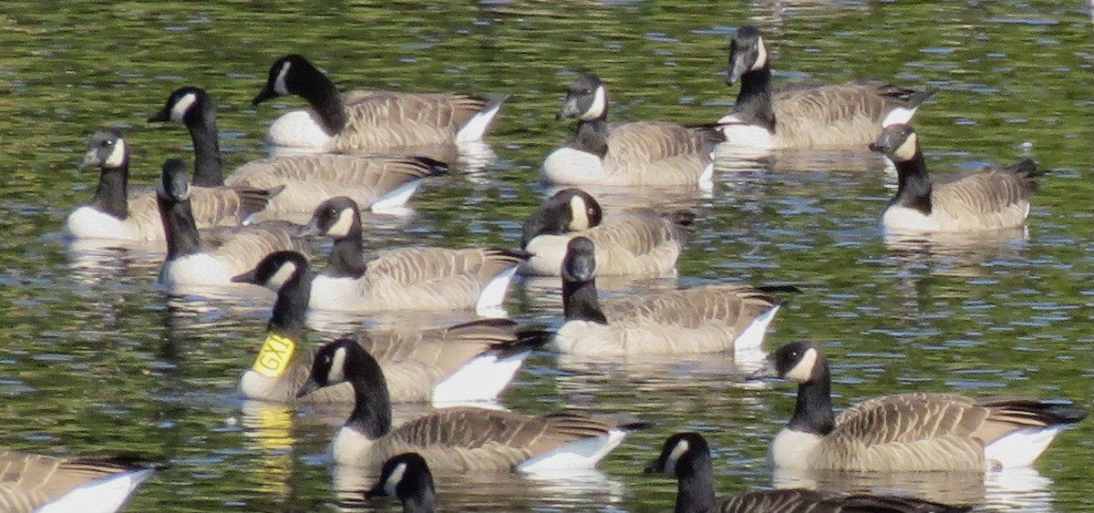 Canada Goose - ML609522324