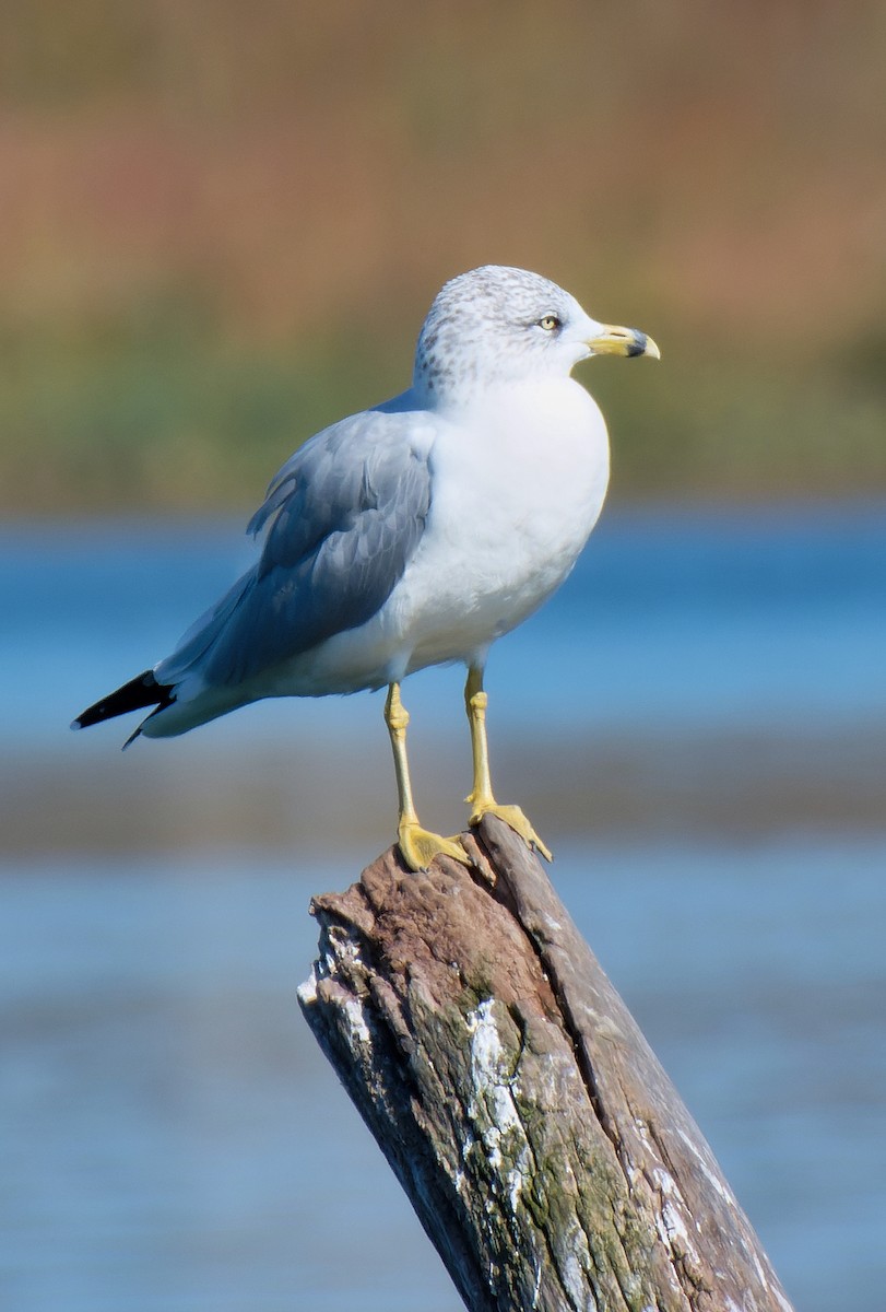 Ring-billed Gull - Lauren Kovanko