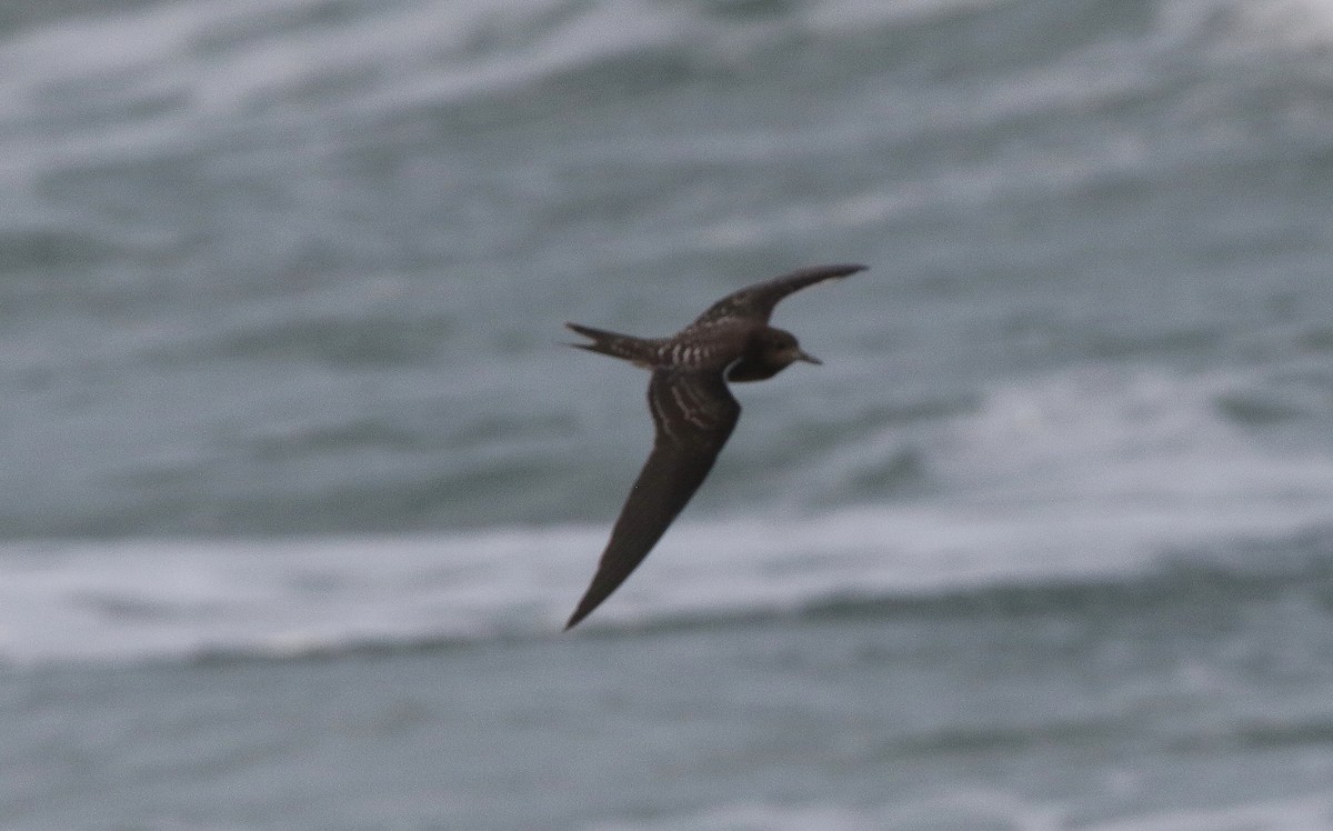 Sooty Tern - ML609522357