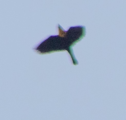 Yellow-headed Blackbird - G Stacks